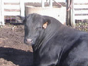 AngusBull71011.JPG